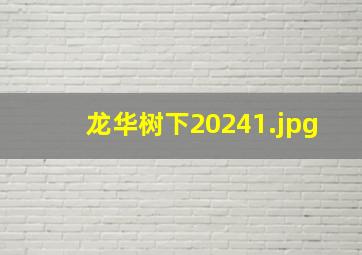 龙华树下2024_1